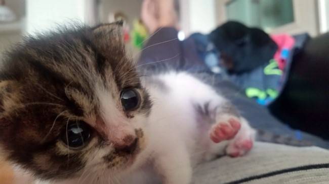 눈빛으로 집사를 사로잡은 라인이 ⓒ함혜숙