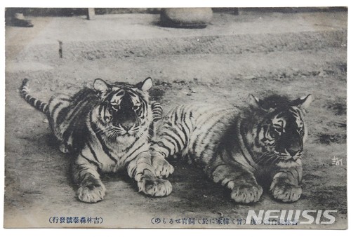 길림 장백산의 호랑이(吉林長白山의 虎) 엽서, 경매 시작가 30만원
