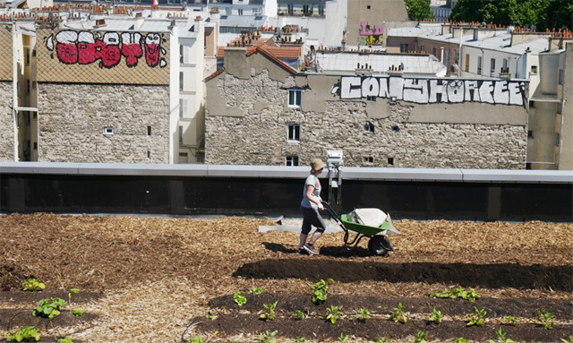 프랑스 파리 18구 옥상정원에서 농사를 짓는 시민. 2016년 시작한 ‘파리퀼퇴르(Parisculteurs·파리의 농부들)’ 프로젝트에 따라 파리 건물 옥상 곳곳에서는 농작물이 자란다. 파리시 제공