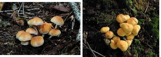 개암버섯(식용, 왼쪽)과 노란다발(독버섯)