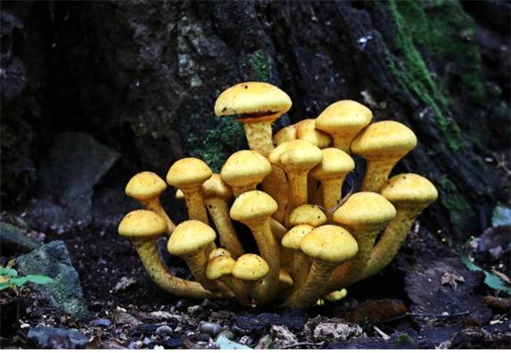 갈황색미치광이버섯