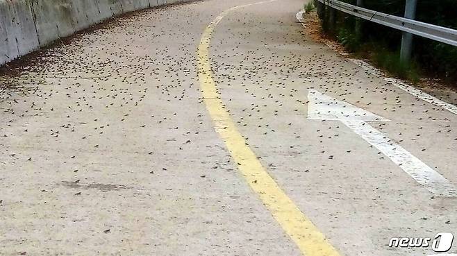 10일 새벽 강원 화천군 산소길 자전거도로에서 새끼 개구리들이 수직의 콘크리트 방호벽을 넘지 못해 빼곡히 모여 있다. 일부는 로드킬을 당하거나 새의 먹잇감이 되었다.(SNS사진 캡처)2018.6.10/뉴스1 © News1 홍성우 기자