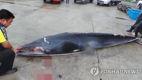혼획된 고래 [연합뉴스 자료 사진] 기사 내용과 직접 관련 없는 자료 사진임
