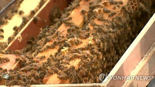 꿀벌        [연합뉴스 자료사진]