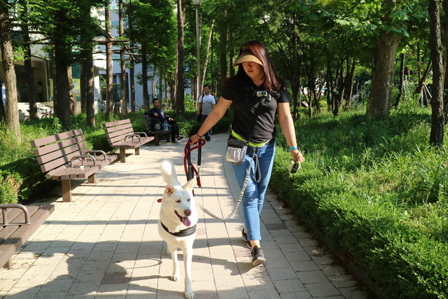지난 1일 서울 동대문구 신설동의 한 공원에서 풍산개 복순이가 펫시터 최문희씨와 함께 산책을 하고 있다.