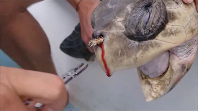 빨대가 박힌 채 구조된 바다거북이 치료를 받는 도중 고통스러워하고 있다. 유튜브 캡처
