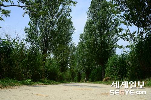 23일 서울 용산구 이촌한강에서 시민들이 가로수 길을 걸으며 여유로운 주말을 즐기고 있다.