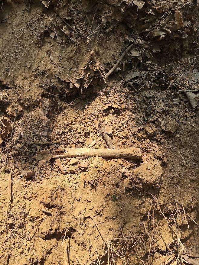 24일 오후 세종시 연기면 민간인집단희생 추정지에서 당시 희생자로 보이는 사람의 뼈가 발굴됐다. 조사팀은 작업을 전면 중단하고 인근 지역에 대한 확대조사와 유해발굴 필요성을 제기했다. ⓒ심규상