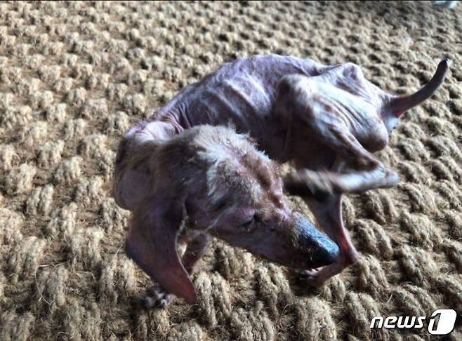 하남 LH 개발부지에 수년째 방치된 개.(사진 케어 제공)© News1