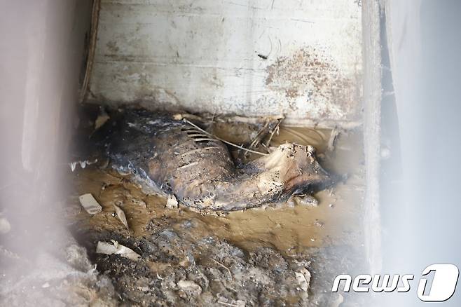 백골로 발견된 개.(사진 케어 제공)© News1