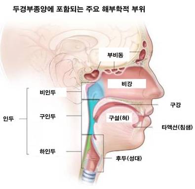 두경부암 발생 주요 부위. /서울대병원 제공