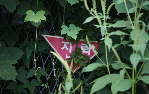 비무장지대에 매설된 지뢰를 제거하는 것은 정치적, 기술적으로 많은 난관을 극복해야 한다. 연합뉴스