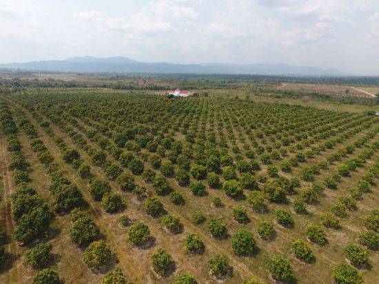 현대종합상사가 캄보디아 캄퐁스페우 지역에서 인수해 운영중인 현대아리랑농장 전경.