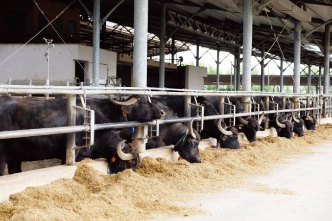 이탈리아 살레르노에 있는 테누타 반눌로(Tenuta Vannulo) 농장.