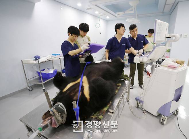 연구원들이 의료센터 내 수술실에서 초음파로 반달곰 ‘KF-105’의 난소와 난포의 크기와 형태를 확인하고 있다. 이를 통해 발정상태를 확인하고 인공수정의 시기를 판단한다. K는 Korea, F는 Female, 105는 관리번호다.