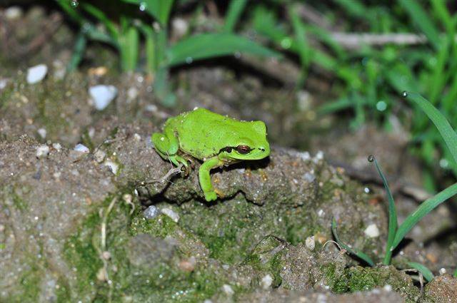 2013년 충북 충주의 한 습지에서 발견된 멸종위기 야생생물 Ⅰ급인 수원청개구리. 국립생태원 제공