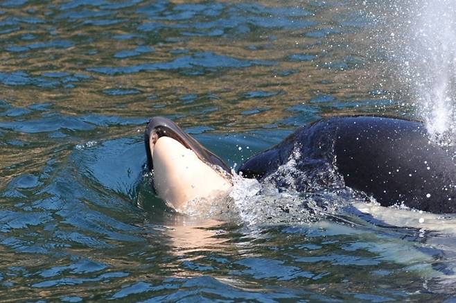 범고래 어미 J-35가 죽은 새끼를 주둥이로 들어 올리며 이동하고 있다. 범고래의 장례식이 9일째 이어지고 있다. 고래연구센터(CWR) 제공
