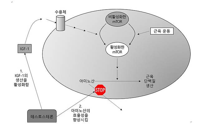 테스토스테론이 근육 생성을 촉진시키는 기전. 테스토스테론은 운동과 별개로 작용하고, 여러 경로를 통해 근육 세포의 성장을 유발한다. 최강 제공