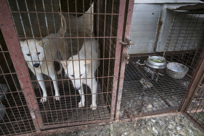충남 예산에 위치한 한 개농장에 식용으로 쓰이는 개들이 갇혀있다. 예산/김성광 기자 flysg2@hani.co.kr