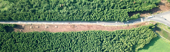 우리나라에서 가장 아름다운 도로로 선정된 제주시 비자림로 삼나무숲을 이뤘던 나무들이 지난 9일 도로 확장·포장 공사로 잘려져 나가 속살을 벌겋게 드러내고 있다. 제주 연합뉴스