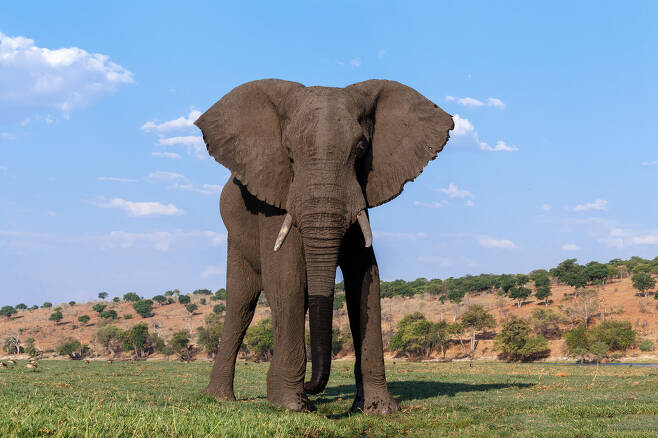 코끼리가 귀를 팔랑거리면 혈액 온도가 낮아지고, 이 혈액이 온몸으로 돌면서 체온이 떨어진다. 보츠와나 초베국립공원의 아프리카코끼리.  클립아트코리아 제공