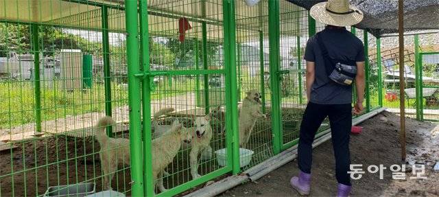 10일 경기 하남시의 개 임시 보호소에서 한 자원봉사자가 개 도난을 막기 위해 보초를 서고 있다. 이곳에서는 이른바 ‘개장수’들이 불법 사육하며 방치하던 개들을 긴급 격리 조치해 보호 중이다. 하지만 도축 등을 목적으로 개를 훔쳐가는 개장수들이 나타나자 봉사자들이 24시간 교대 근무를 하며 개들을 지키고 있다. 하남=구특교 기자 kootg@donga.com