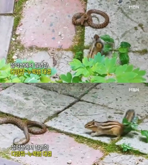 다람쥐 뱀 싸움/사진=MBN