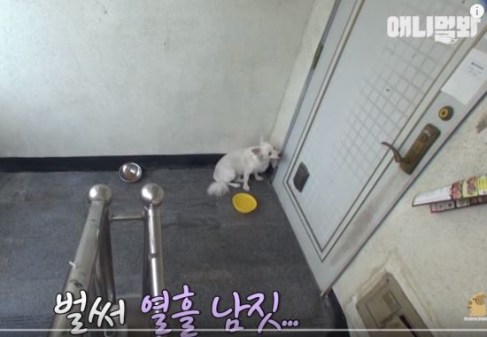 SBS 동물농장 관련 유튜브 채널 '애니멀봐'에 올라온 영상 캡처