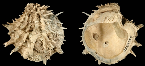 연구에 사용된 대서양 서식 쌍각류·복족류 표본 Arcinella cornuta [Neogene Atlas of Ancient Life / University of Kansas 제공=연합뉴스]