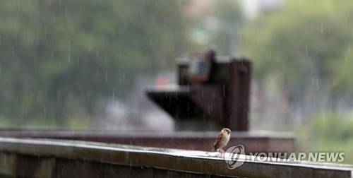 비내리는 풍경 (대전=연합뉴스) 양영석 기자 = 대전 지역에 비가 내리는 27일 오전, 도심 한 공원에서 참새 한 마리가 비를 맞은 채 앉아 있다. 2018.8.27 youngs@yna.co.kr (끝)