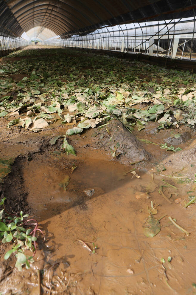 진흙에… 폭우가 내린 지난달 30일 경기 파주시의 한 비닐하우스 농작물이 진흙으로 덮여 있다. 연합뉴스
