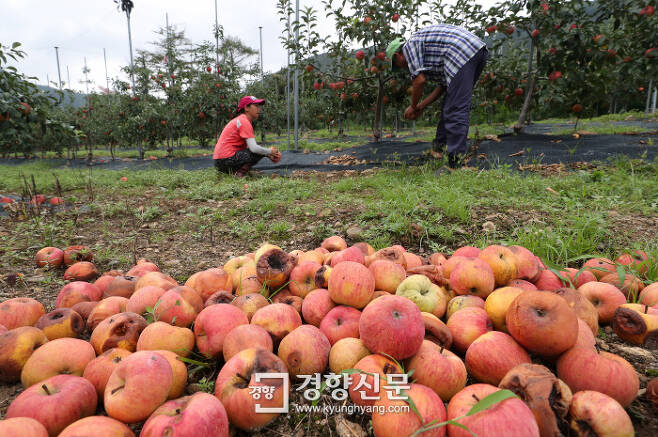 태풍에… 3일 충북 영동군의 한 사과 농장에서 농민이 최근 불어닥친 태풍과 폭우로 나무에서 떨어져 검게 변한 사과들을 정리하고 있다. 권도현 기자 lightroad@kyunghyang.com