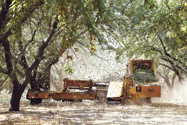 쉐이커 차량이 아몬드나무에서 열매를 떨어뜨리고 있다.