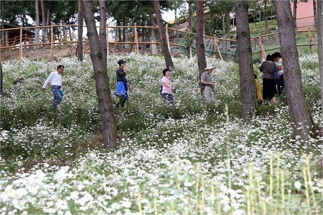 산청한방약초축제를 찾은 관람객들이 구절초 꽃길을 걷고 있다. (사진=산청군 제공)