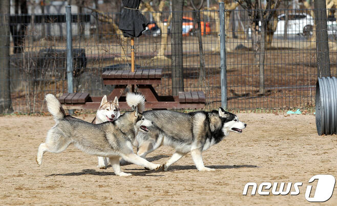 서울 마포구 월드컵공원에 마련된 반려견 놀이터를 찾은 반려견들이 즐거운 시간을 보내고 있다. /뉴스1 © News1 구윤성 기자