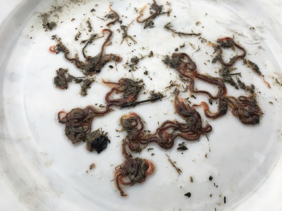 지난해 2월 여주 남한강에서 발견된 4급수 지표종인 실지렁이. [사진 여주환경운동연합]