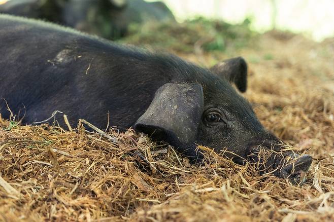 경북 봉화 하하농장의 돼지가 푹신한 볏짚에 몸을 묻은 채 쉬고 있다. 김성만씨 제공