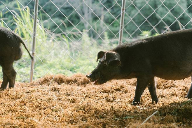 돼지들은 사육장에서 자유롭게 움직였다. 농장주 김성만씨는 돼지 1마리당 1평 이상의 공간을 확보할 수 있게 하겠다고 했다. 김성만씨 제공