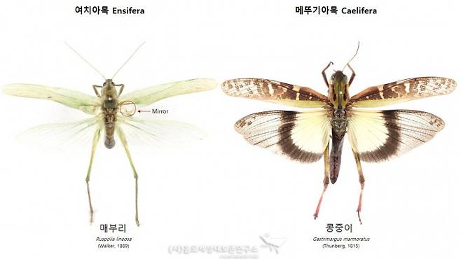 여치아목,메뚜기아목 날개 비교