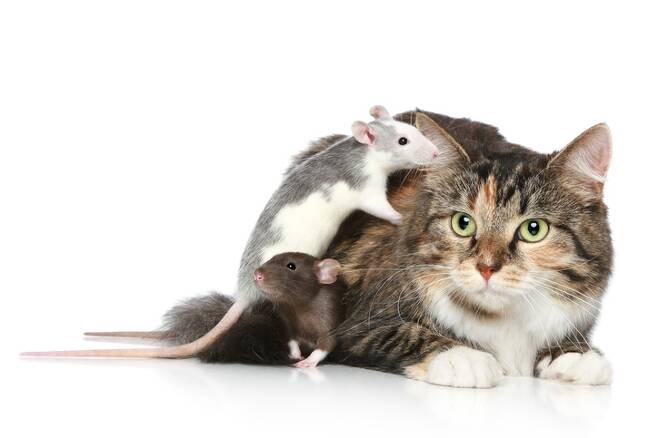 고양이와 쥐. 게티이미지뱅크