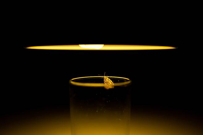 나방이 전등에 돌진하는 건 불빛을 좋아해서가 아니다. 빛과 일정한 각도를 이루며 비행하는 본능 때문이다.