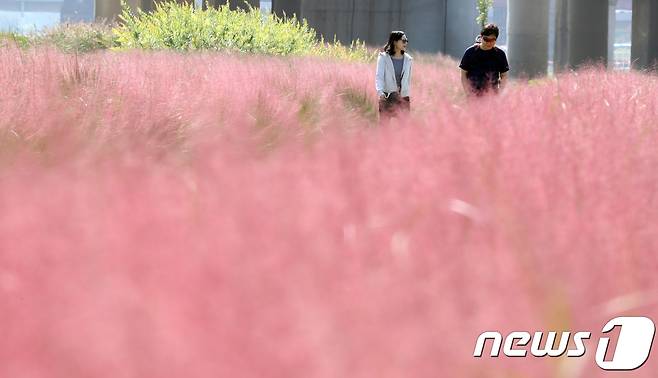 서울 구로구 구일역 인근 안양천 둔치에서 시민들이 핑크뮬리 꽃밭길을 걸으며 가을정취를 만끽하고 있다. © News1 김명섭 기자