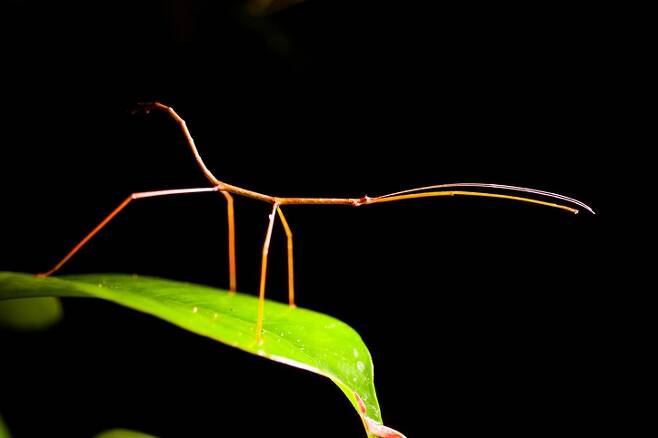 열대우림의 대벌레. 곤충의 종다양성에 더해 생물량 자체의 감소가 문제가 되고 있다. 게티이미지뱅크 제공.