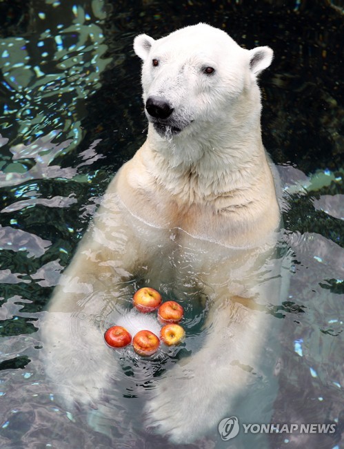 국내에 남아있는 유일한 북극곰 '통키' [연합뉴스 자료사진]