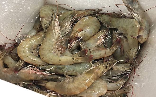흰다리새우 /사진=머니투데이