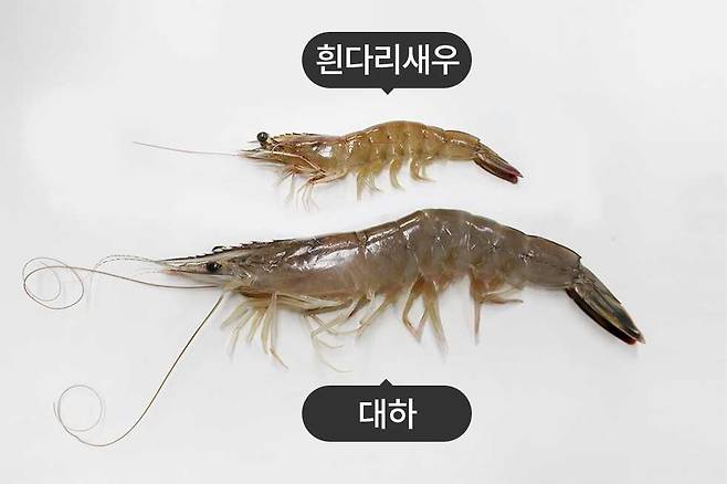 크기와 수염,뿔이 다른 흰다리 새우와 대하/사진제공= 인어교주해적단
