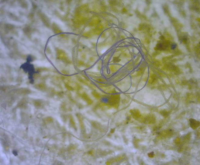 바다에서 검출된 미세 합성섬유 조각. 위키미디어 코먼스