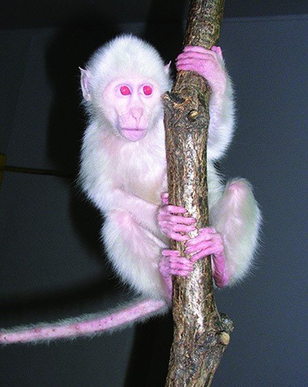 알비노 원숭이. 몸 전체가 흰색 털로 덮여있고 눈동자도 특이하게 빨간색이다. [중앙포토]