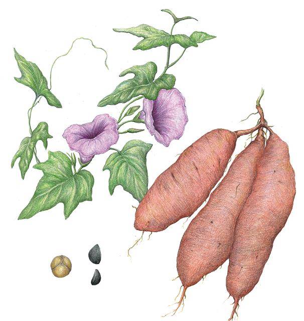 우리나라에서 육성한 신품종 고구마 ‘호감미’의 꽃과 줄기, 뿌리, 종자. 우리나라에서 육성한 신품종 고구마 ‘호감미’의 꽃과 줄기, 뿌리, 종자.