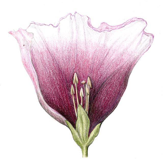 고구마 꽃의 구조. 고구마 꽃의 구조.